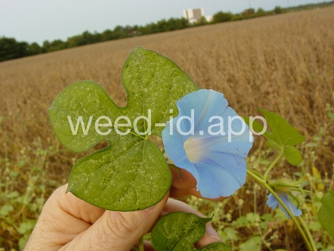morningglory, ivyleaf